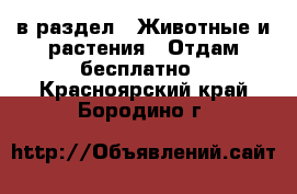  в раздел : Животные и растения » Отдам бесплатно . Красноярский край,Бородино г.